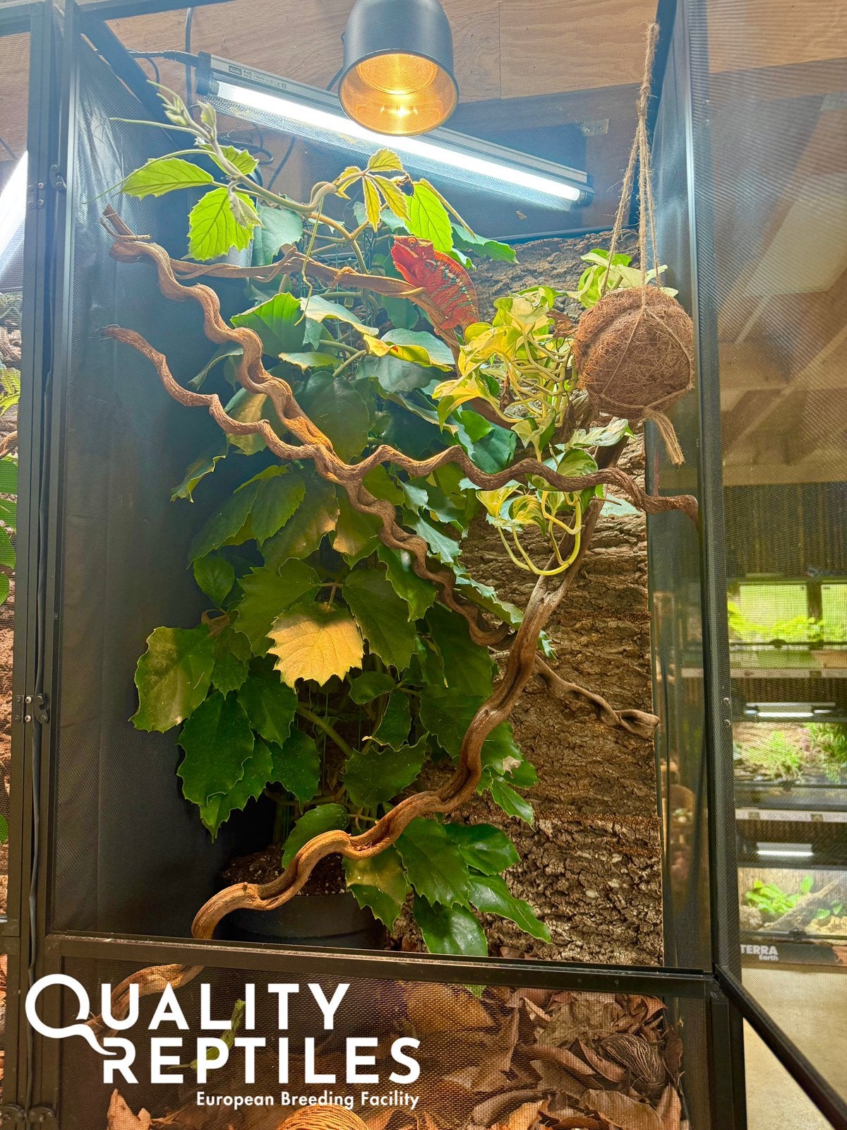 Panterkameleon man NK25 met of zonder terrarium, Dieren en Toebehoren, Hagedis, Met terrarium, 0 tot 2 jaar