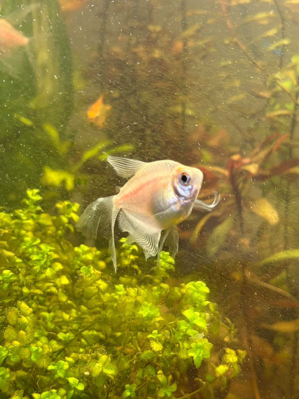 Sluierstaart tetra’s, Vis, Zoetwatervis, Schoolvis