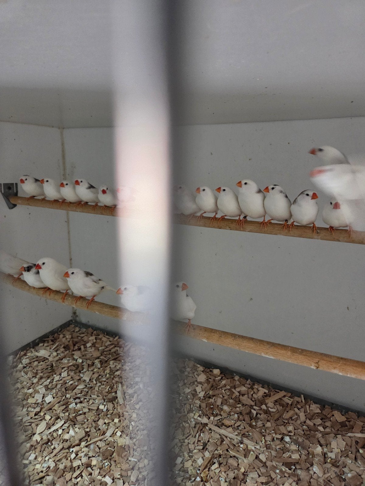 diverse zebravinken grote, Dieren en Toebehoren