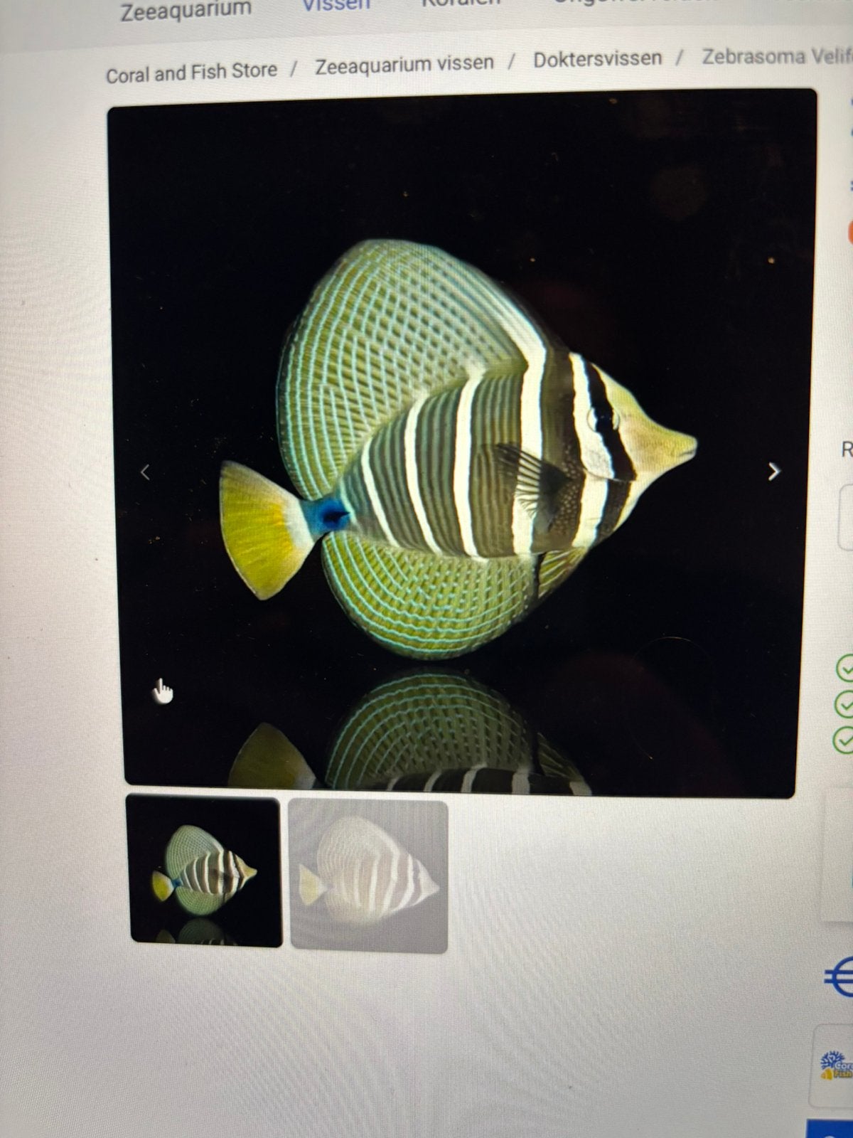 Zebrasoma veliferum, Vis, Zoutwatervis