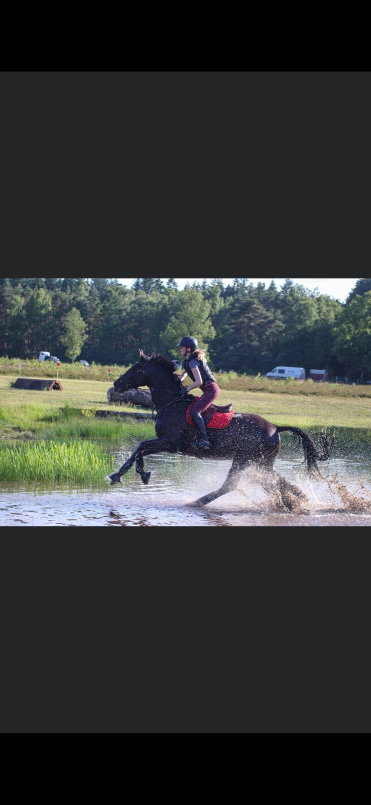 Super brave 15 jarige Belgisch warmbloed ruin, Met stamboom, Ruin, 170 tot 175 cm, L