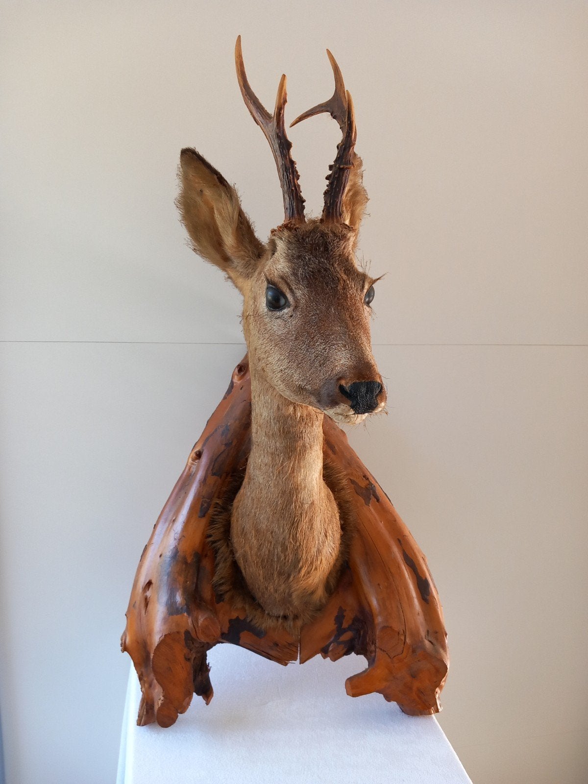 Reeënkop op houten schild - Taxidermie, Ophalen of Verzenden