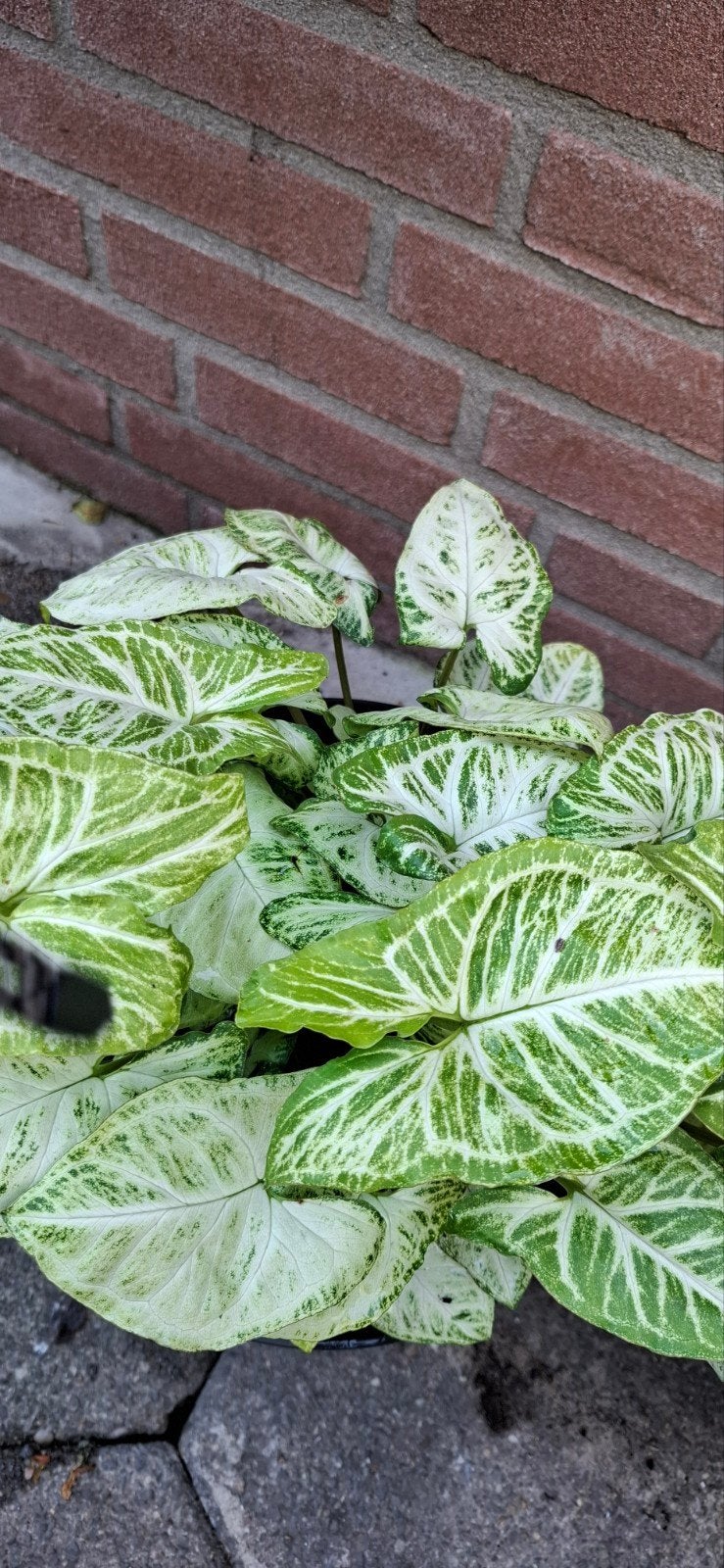 Prachtige Syngonium 'White Butterfly' - Kamerplant, Huis en Inrichting, Ophalen