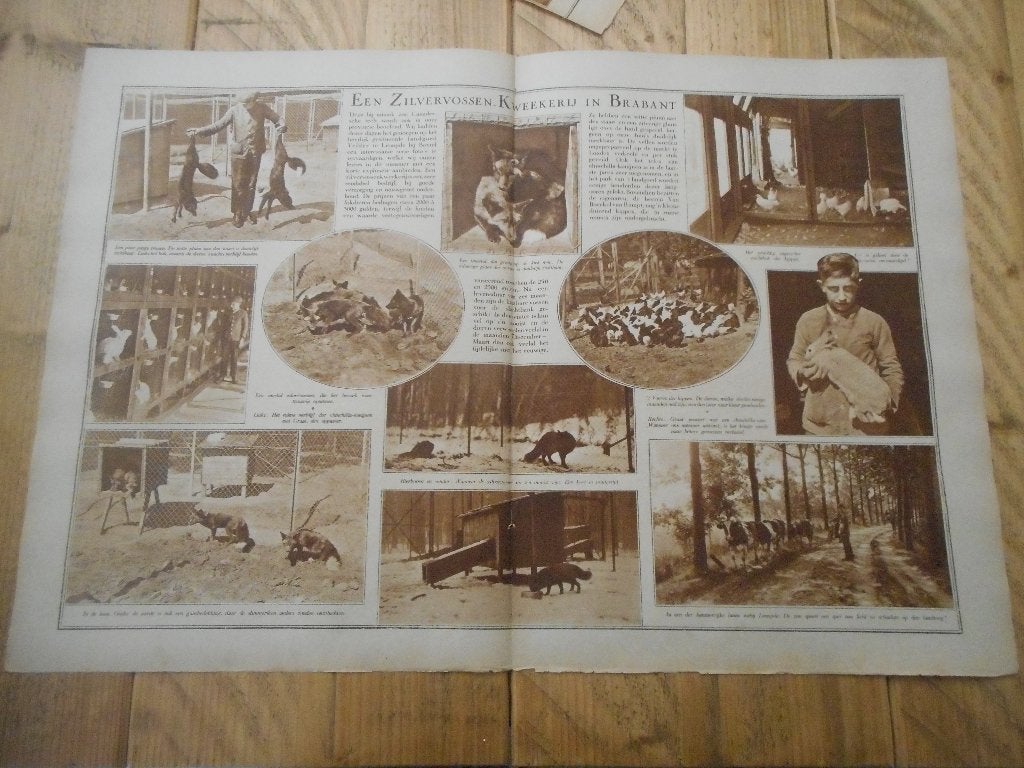 Liempde. Landgoed Velder. Zilvervossenkwekerij. 1928., Ophalen of Verzenden, 1920 tot 1940, Nederland, Knipsel(s)