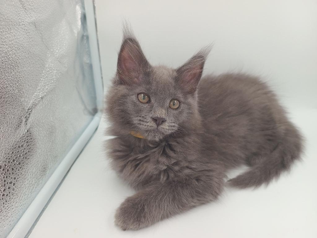 Maine Coon kittens met stamboom, Meerdere dieren, Langharig, 0 tot 2 jaar