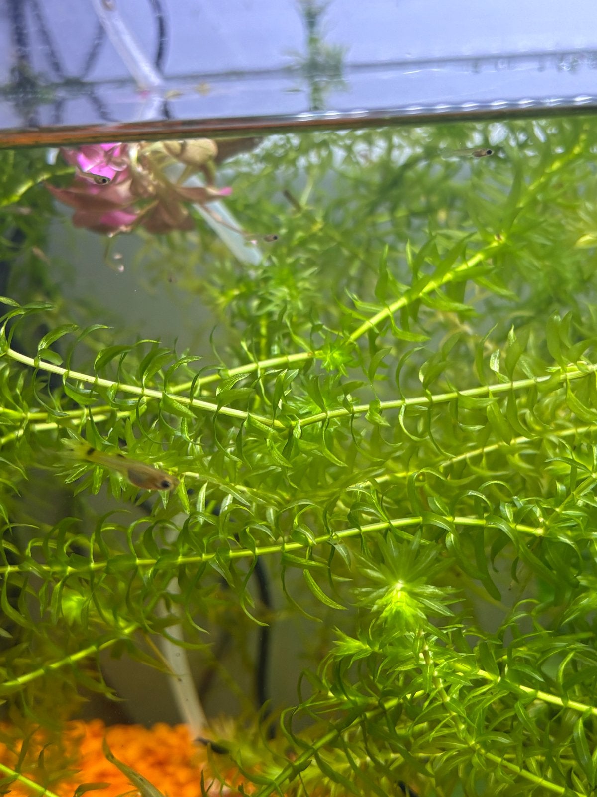 Guppies, Vis