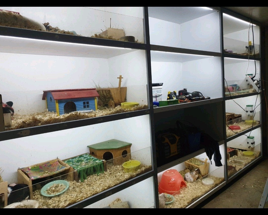 Zeer Grote Cavia flat, Ophalen of Verzenden