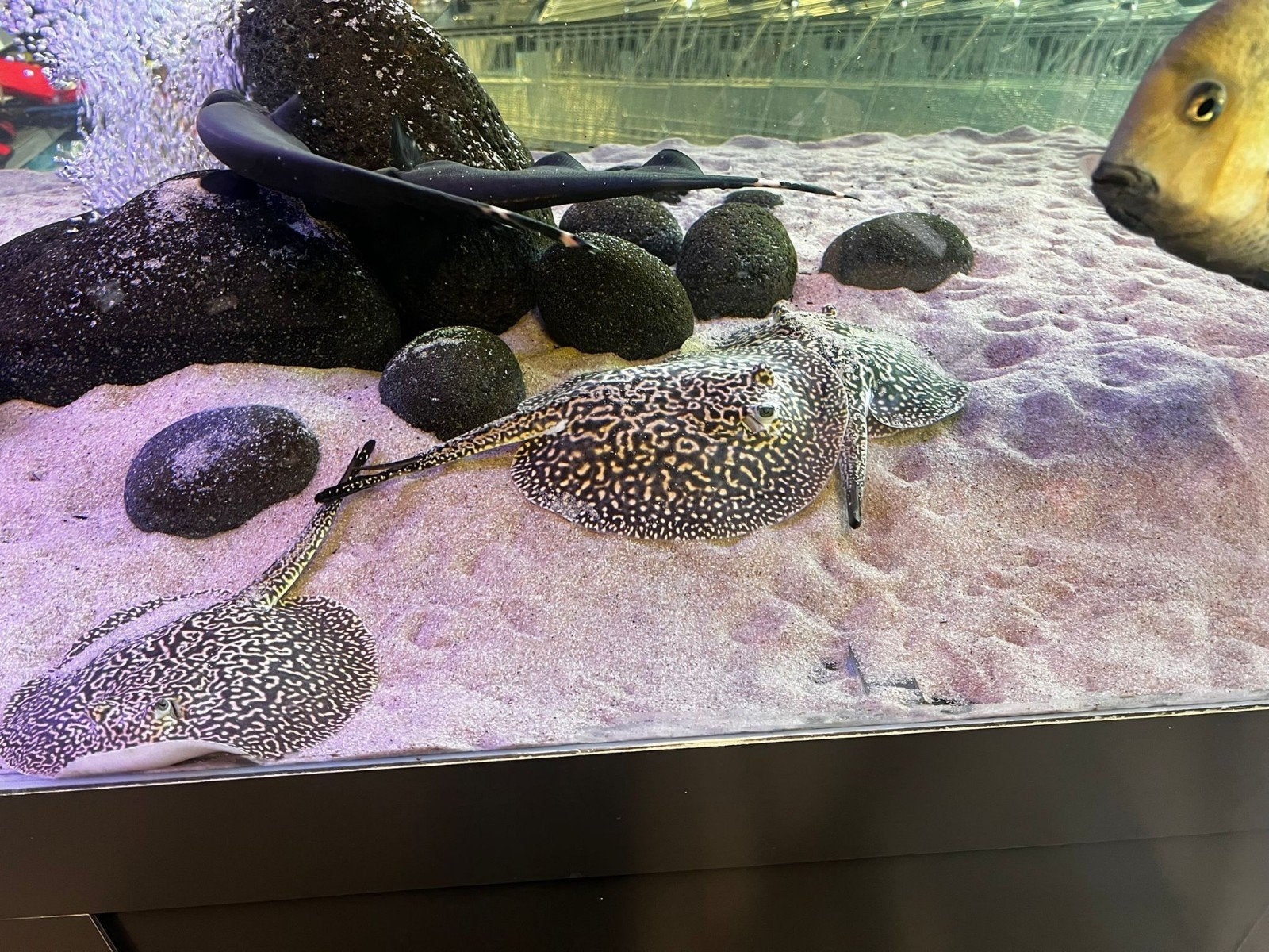 potamotrygon piebald, Dieren en Toebehoren, Vis, Zoetwatervis, Schoolvis