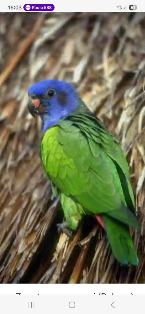 Pionus menstruus gezocht, Dieren en Toebehoren, Meerdere dieren, Parkiet