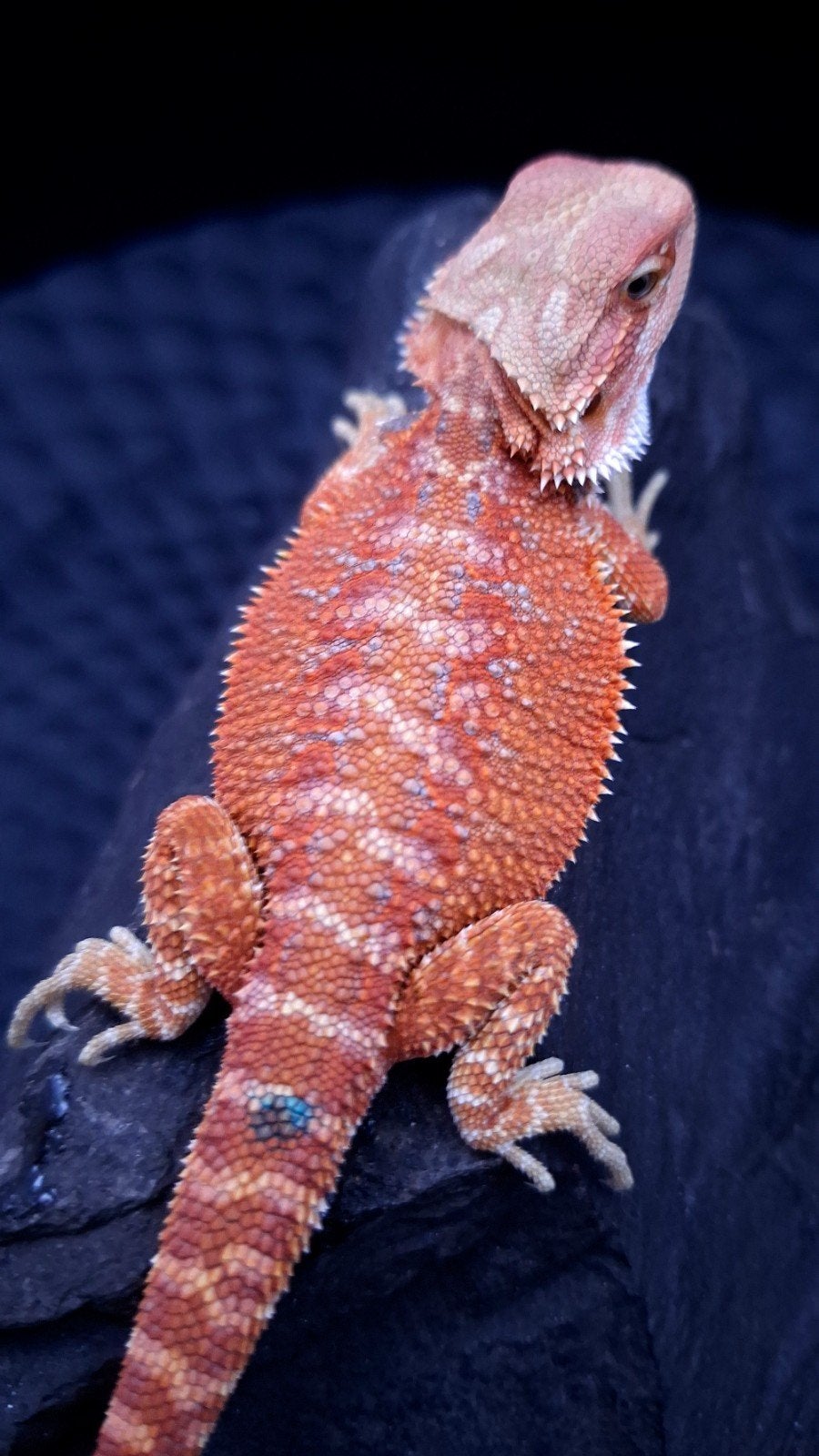 Red/Orange Hypo G-Stripe het. Trans/Witblits Baardagaam Man, Dieren en Toebehoren, Reptielen en Amfibieën, Hagedis, 0 tot 2 jaar