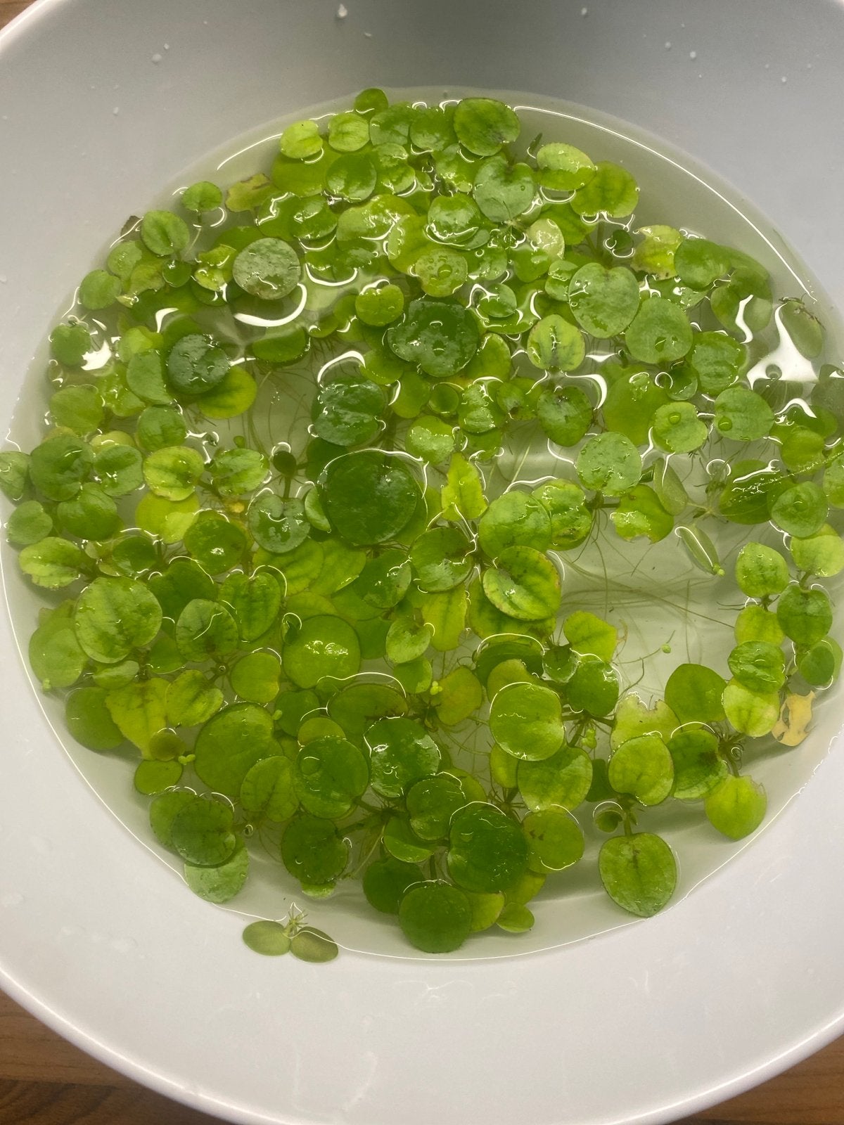 Te koop kikkerbeet aquarium plantje, Ophalen