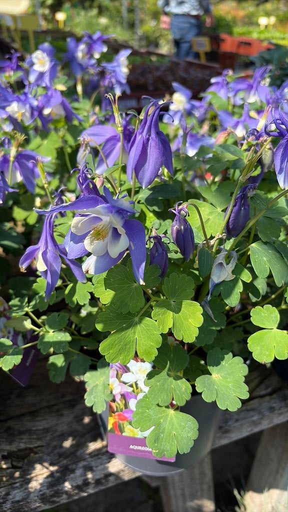 Akelei Salvia lupine scambiosa lavendel verbena stokrozen, Ophalen, Overige soorten, Volle zon