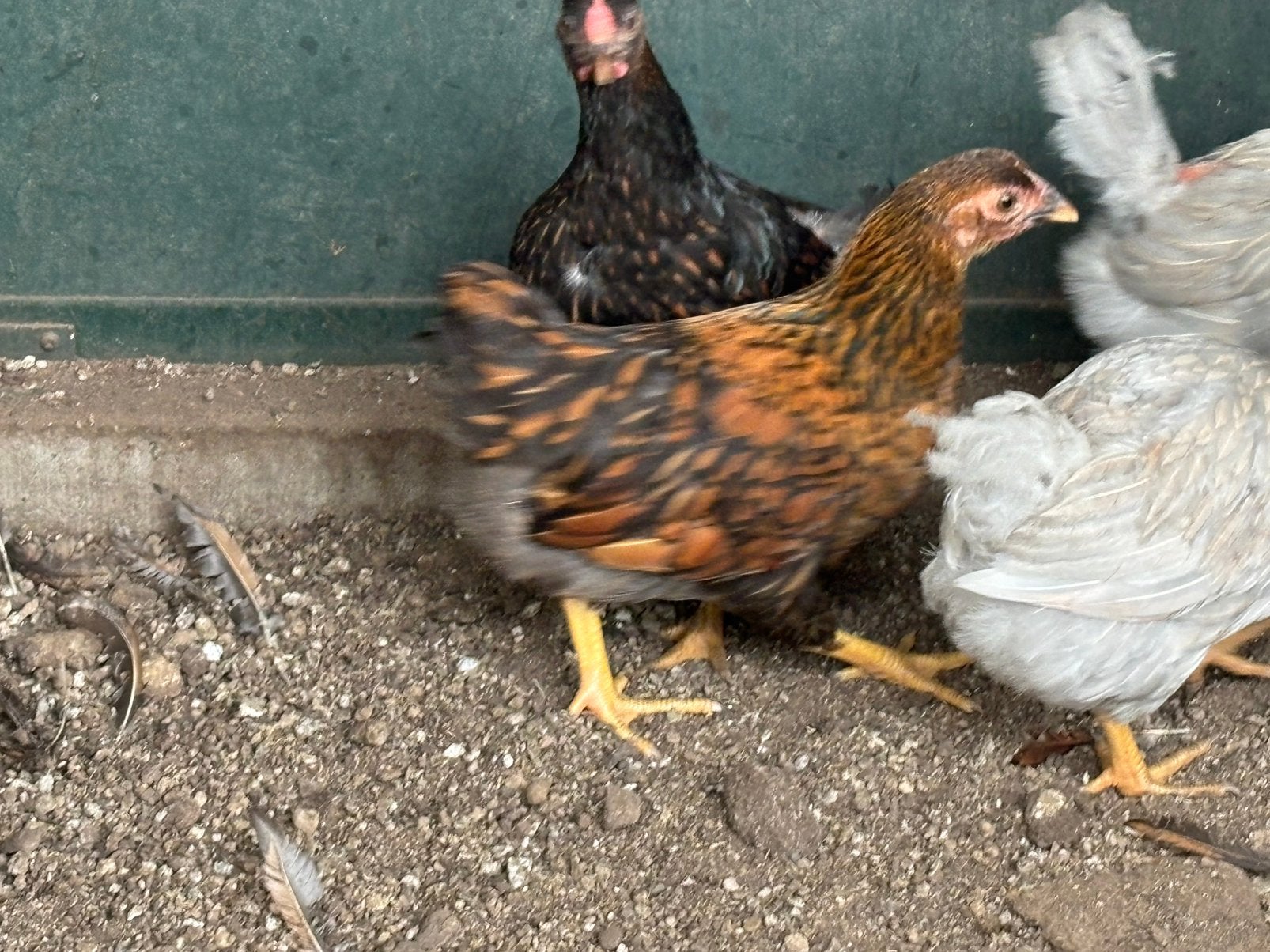 Wyandotte krielen, Dieren en Toebehoren, Pluimvee, Vrouwelijk, Kip
