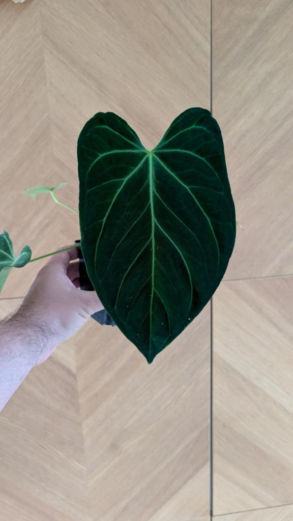 Anthurium Silver Shield x Worldwide, Ophalen of Verzenden, Halfschaduw, Minder dan 100 cm