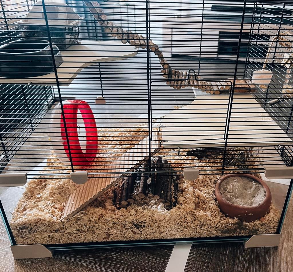Knaagdier Terrarium 50cm x 56cm kooi (glas) en toebehoren, Dieren en Toebehoren, Knaagdieren en Konijnen | Hokken en Kooien, Zo goed als nieuw