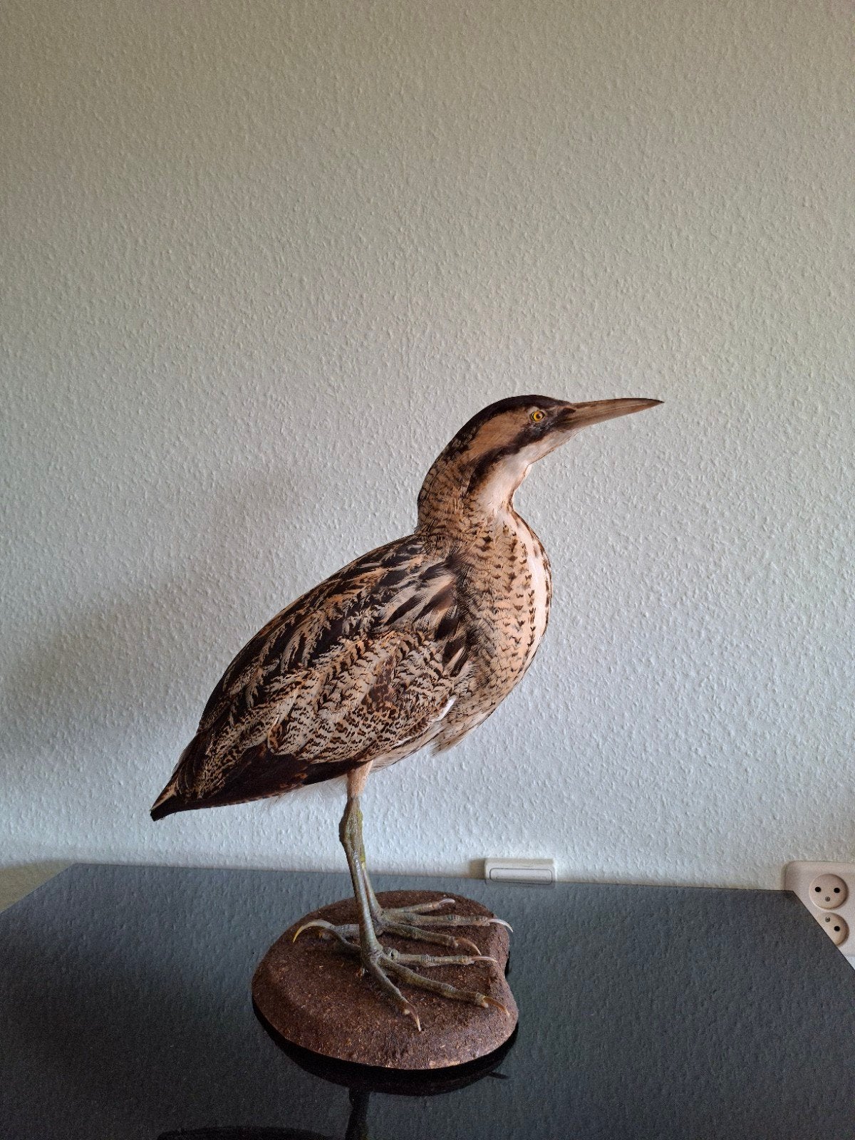 Opgezette roerdomp met zegel vogel taxidermie, Verzamelen, Ophalen of Verzenden, Gebruikt, Vogel, Opgezet dier