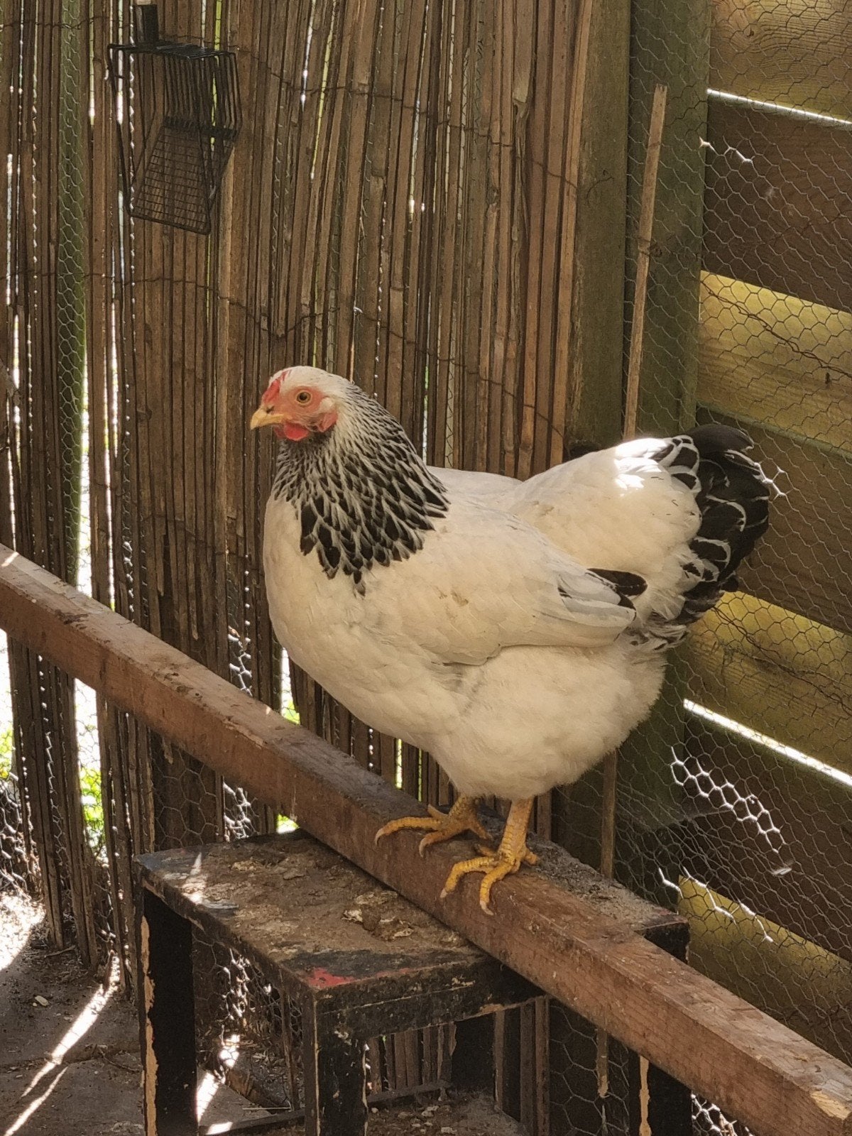 Wyandotte hen, Dieren en Toebehoren, Pluimvee