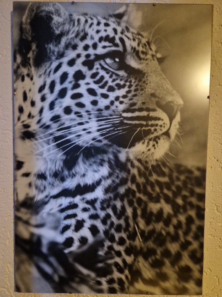 2 PANTERAFBEELDING OP FOTOLIJST, 40 cm, Schilderij, 60 cm, Ophalen of Verzenden