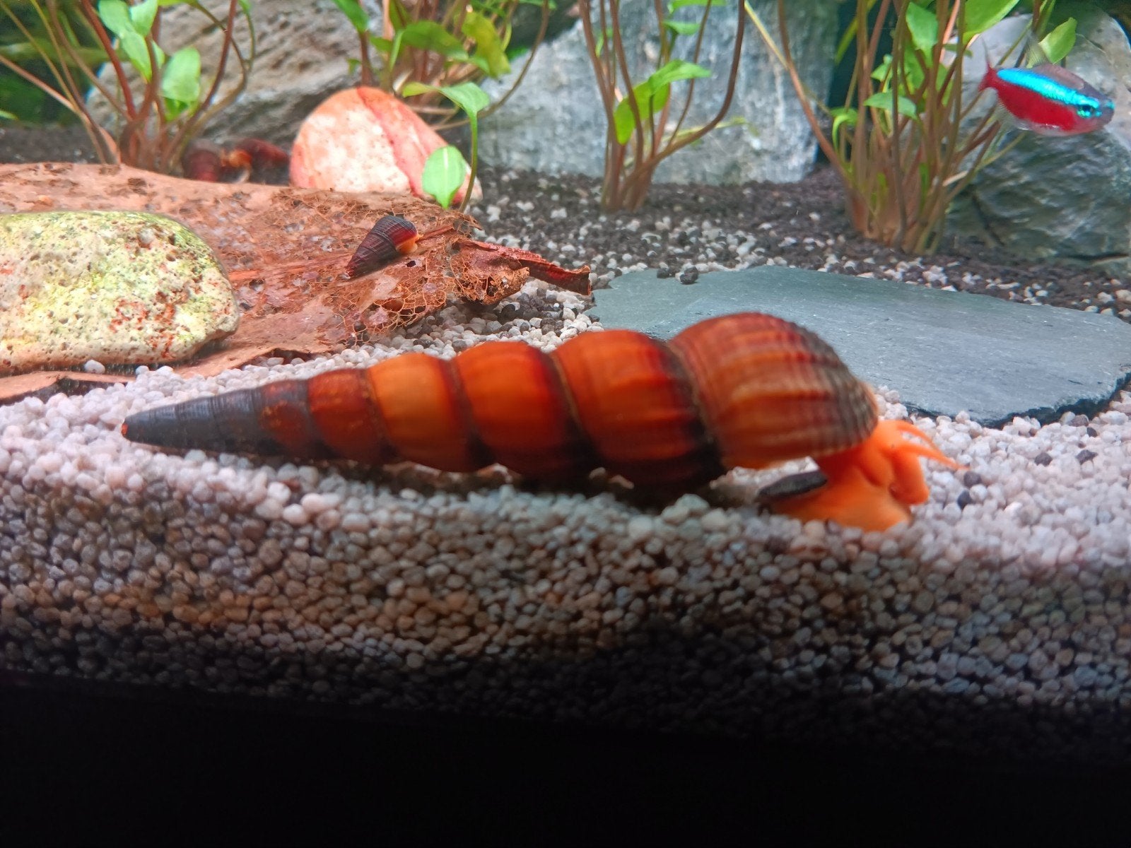 Gezonde Sulawesi Slakken (Olifantsslakken) – 4 voor €5,-, Slak of Weekdier