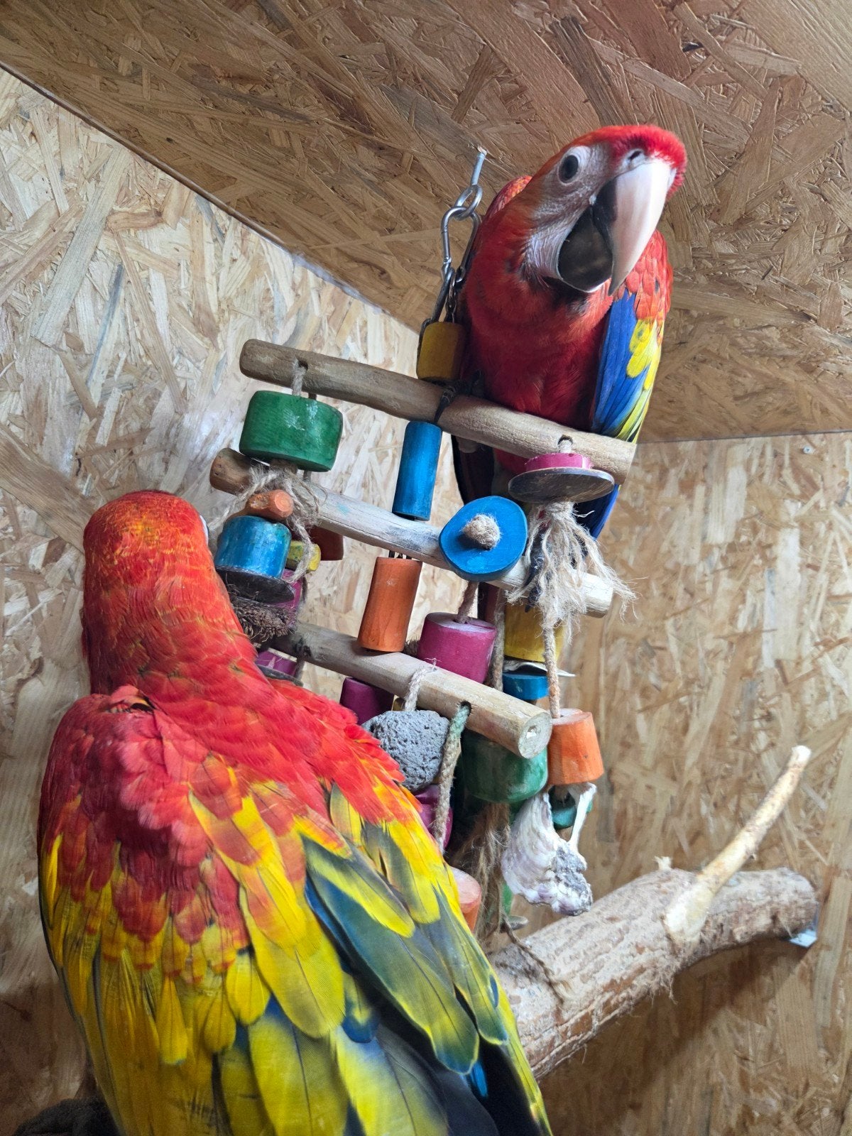 ara papegaaien, Dieren en Toebehoren, Meerdere dieren, Papegaai, Geringd