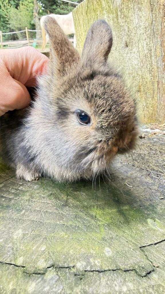 Prachtige half satijn en half kleurdwerg konijntjes te koop!, Dieren en Toebehoren, Meerdere dieren, Dwerg
