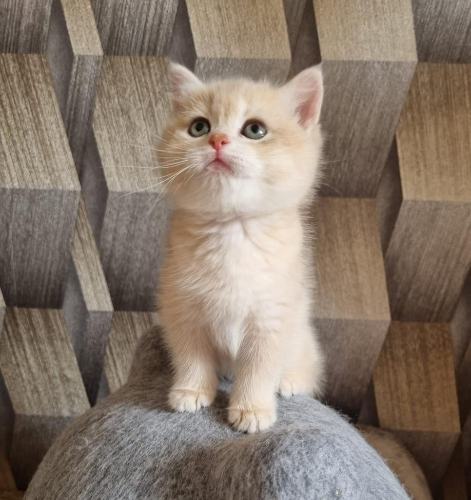 Britse korthaar kittens met stamboom