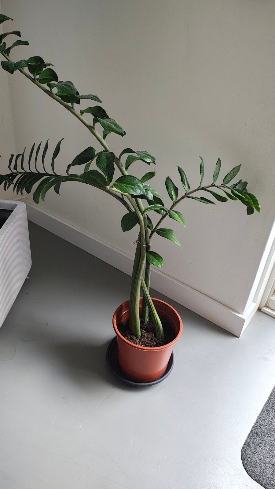 Grote Zamioculcas Zamiifolia - Groene kamerplant, Huis en Inrichting, Ophalen, 100 tot 150 cm, Overige soorten, Halfschaduw
