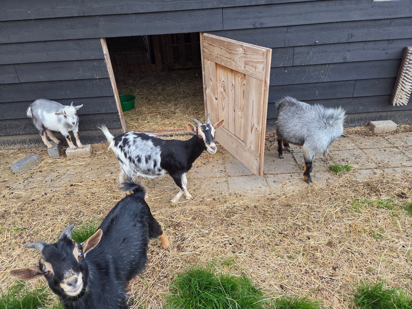 dwerggeit met black en tan boklam, Vrouwelijk, Geit