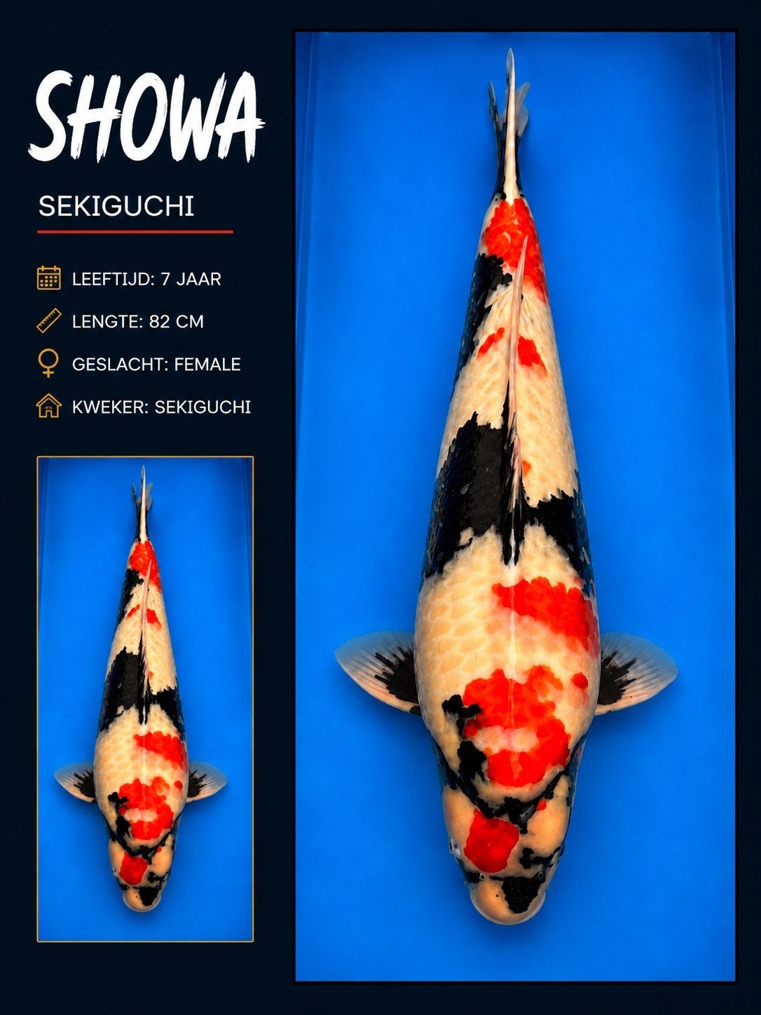 Female 82cm... showa Sekiguchi 7jaar!!, Dieren en Toebehoren, Karper of Koi