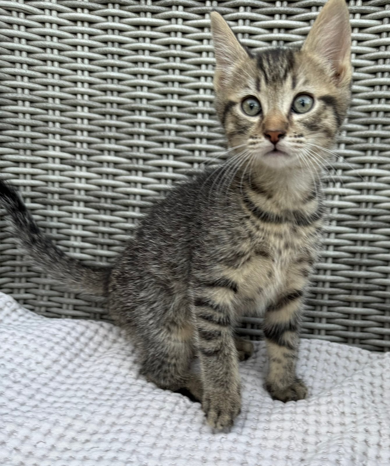 Europese korthaar x Noorse Boskat x Ragdoll, Meerdere dieren, Kortharig, 0 tot 2 jaar