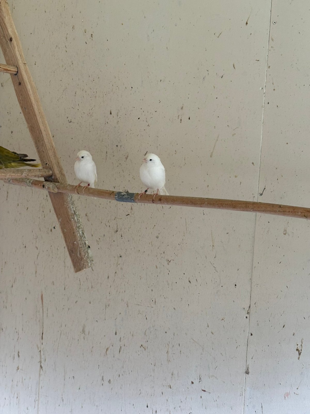 Kanaries verschillende kleuren, Meerdere dieren, Kleurkanarie