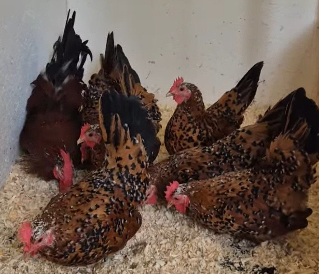 chabo kippen, Dieren en Toebehoren