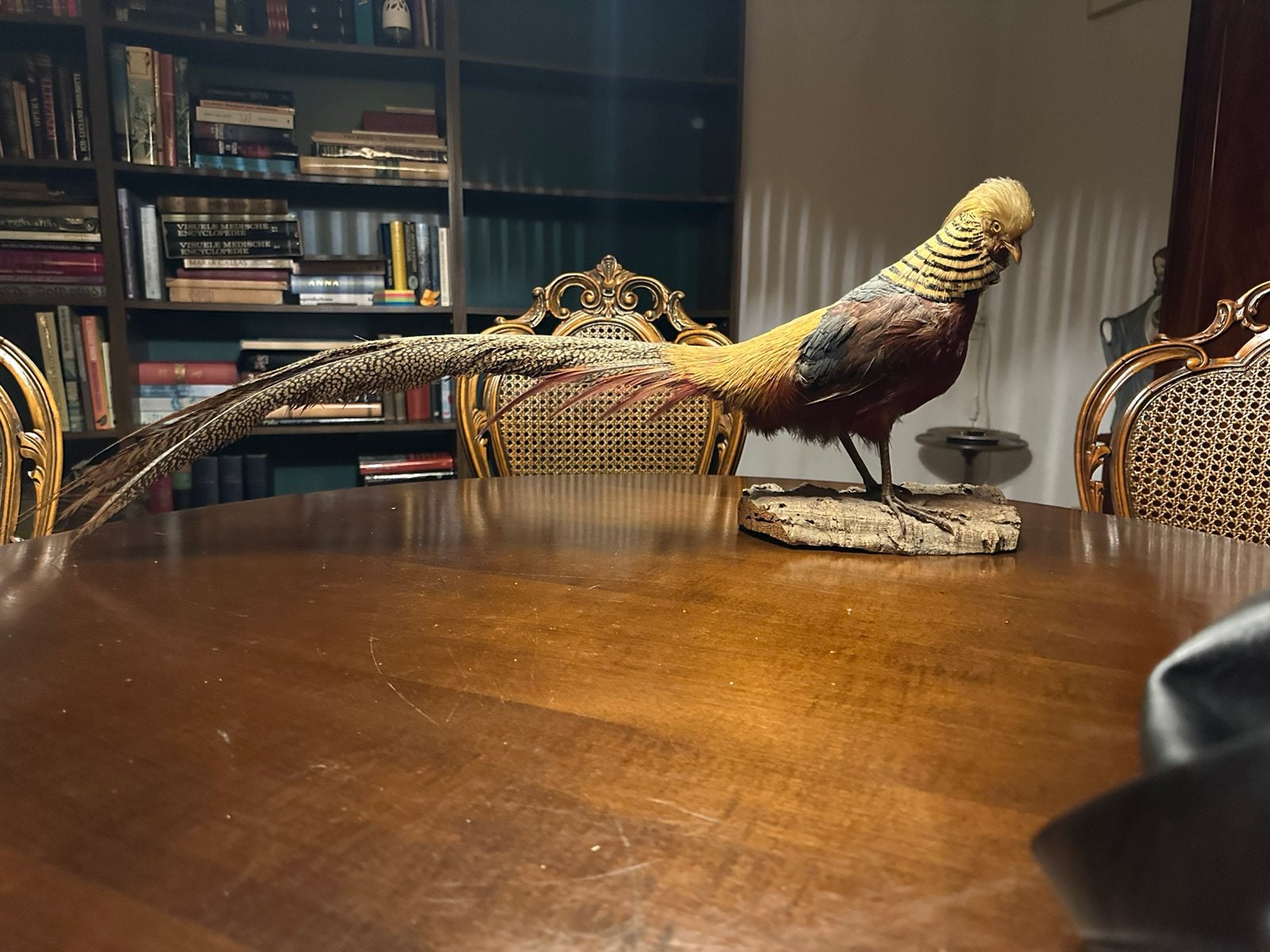 Opgezette Goudfazant - Chrysolophus pictus, Ophalen