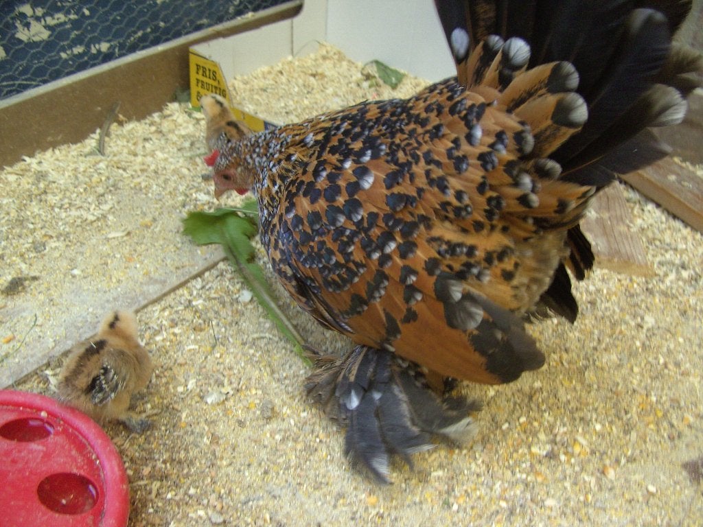 pluimvee, Dieren en Toebehoren, Pluimvee, Meerdere dieren, Kip