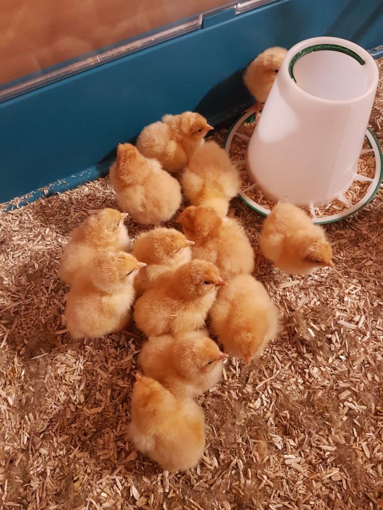 Orpington hennen kuikens, Vrouwelijk, Kip