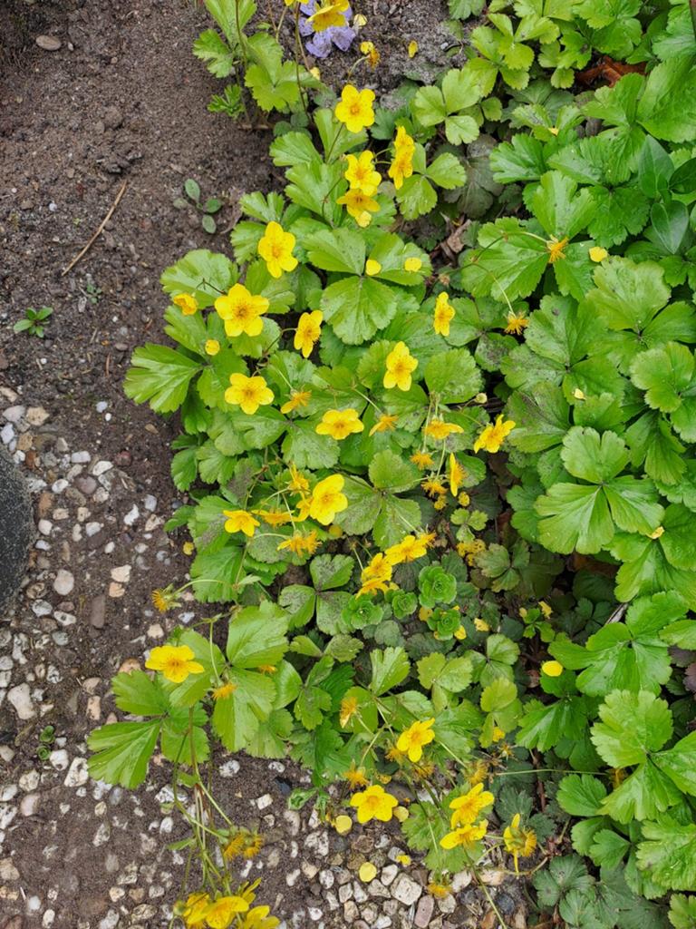 Gele Waldsteinia- Ternata Bodembedekker, Ophalen, Bodembedekkers, Volle zon, Vaste plant