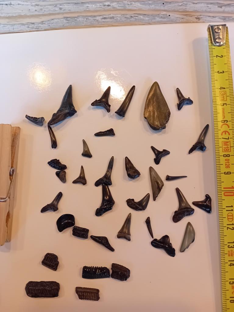 Haaientanden en fossielen uit de Noordzee - Zakje nr 2, Ophalen of Verzenden, Fossiel