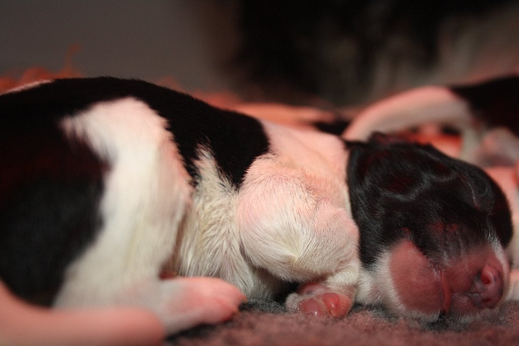 Schapendoes pups, Dieren en Toebehoren, Honden | Herdershonden en Veedrijvers, Parvo, 8 tot 15 weken, Schapendoes, Meerdere