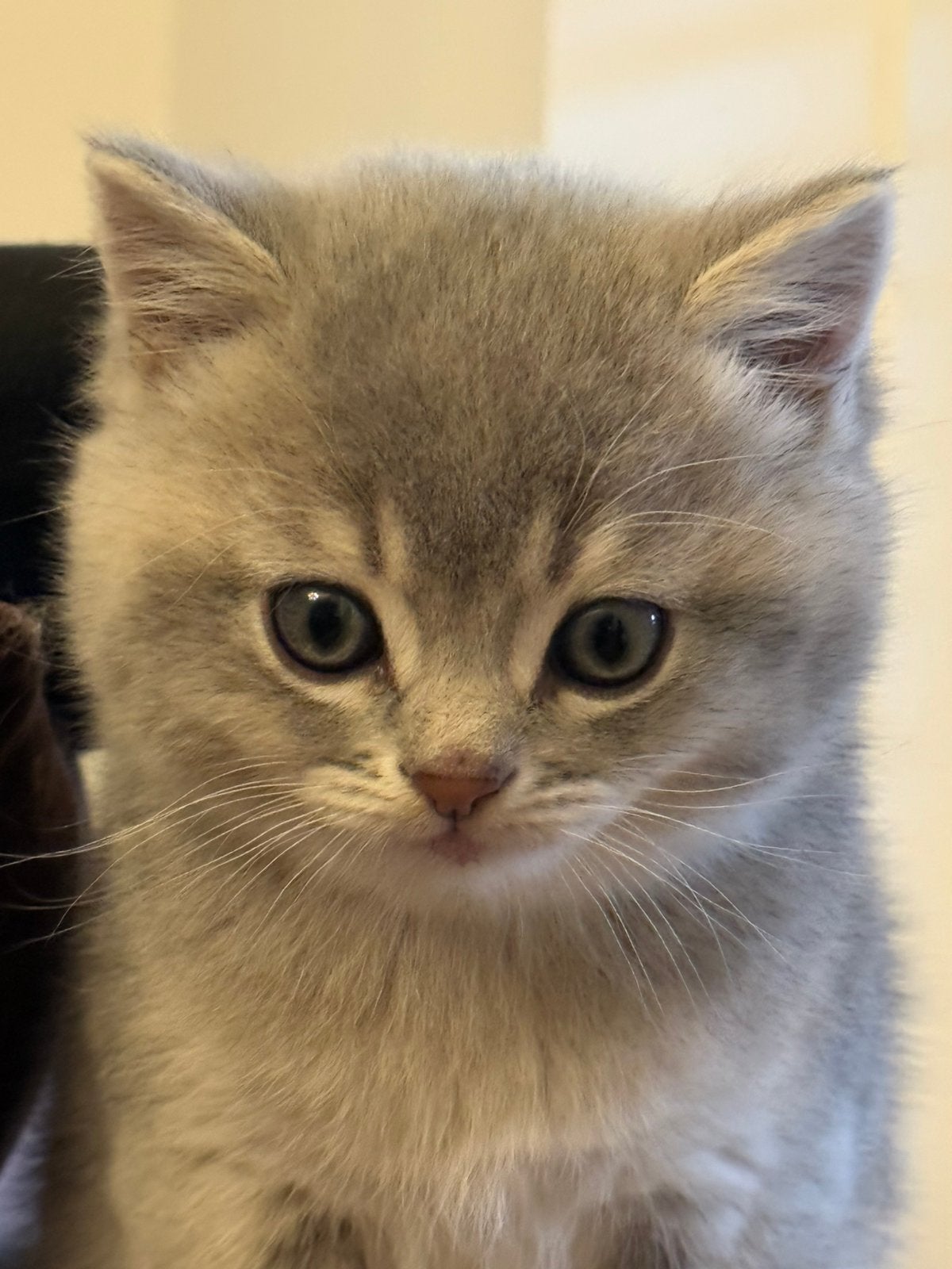 3 Lieve Britse Korthaar Kittens, Dieren en Toebehoren, Katten en Kittens | Overige Katten, Meerdere dieren, Kortharig, 0 tot 2 jaar