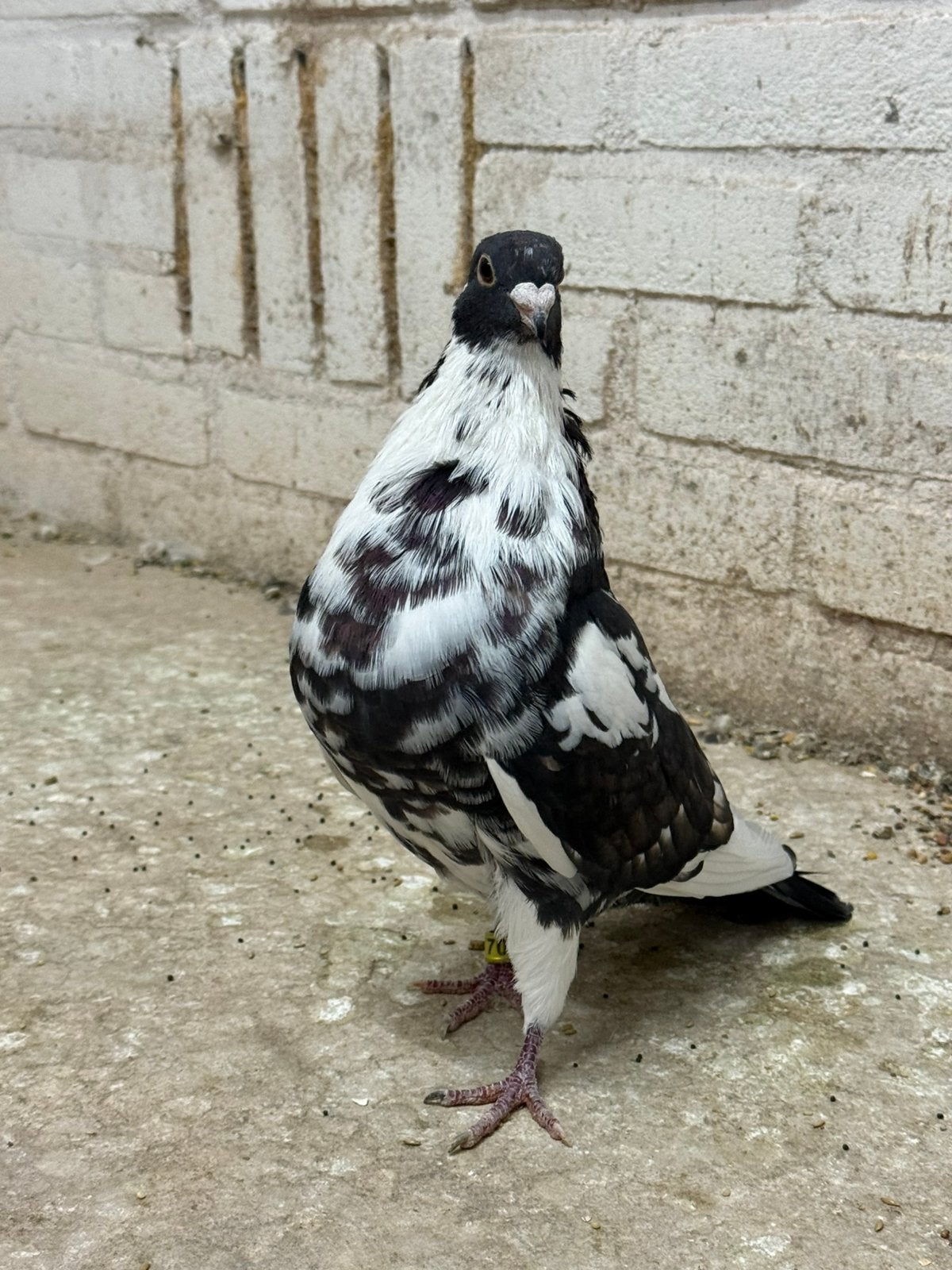 Koppel Moroncelo, Dieren en Toebehoren