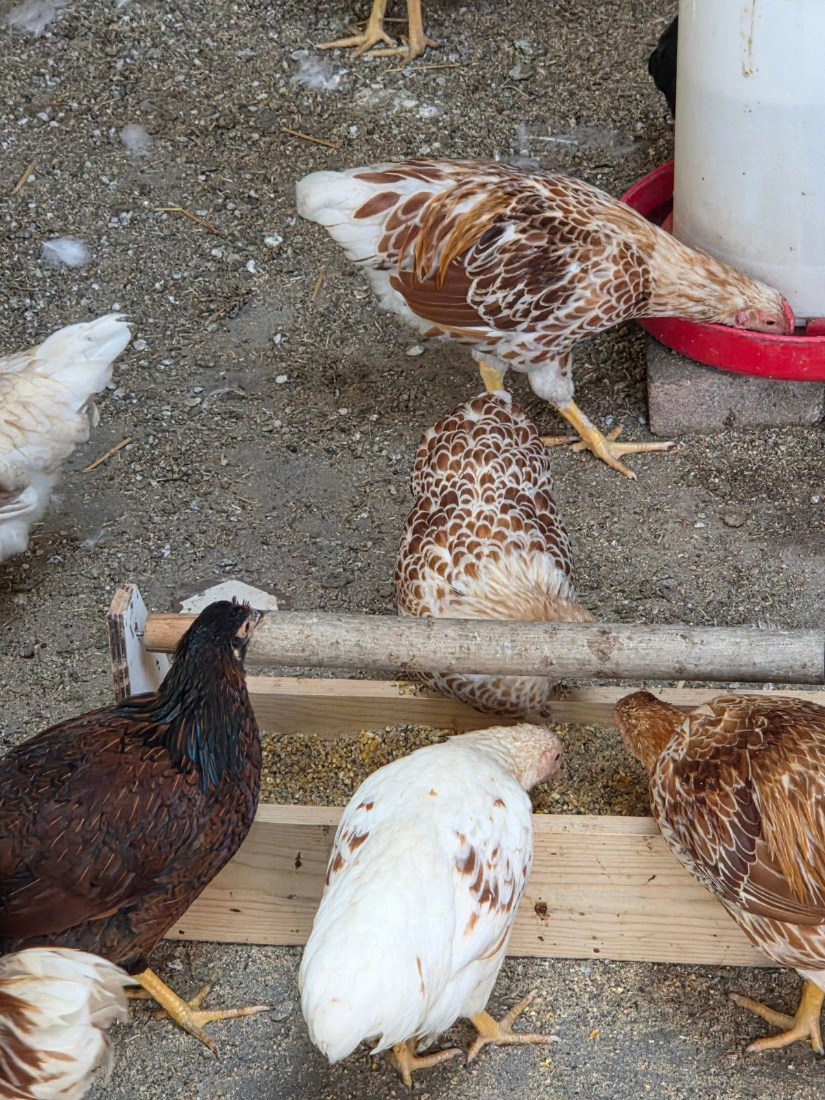 Tekoop  wyandotte krielkippen, Dieren en Toebehoren, Pluimvee, Vrouwelijk, Kip
