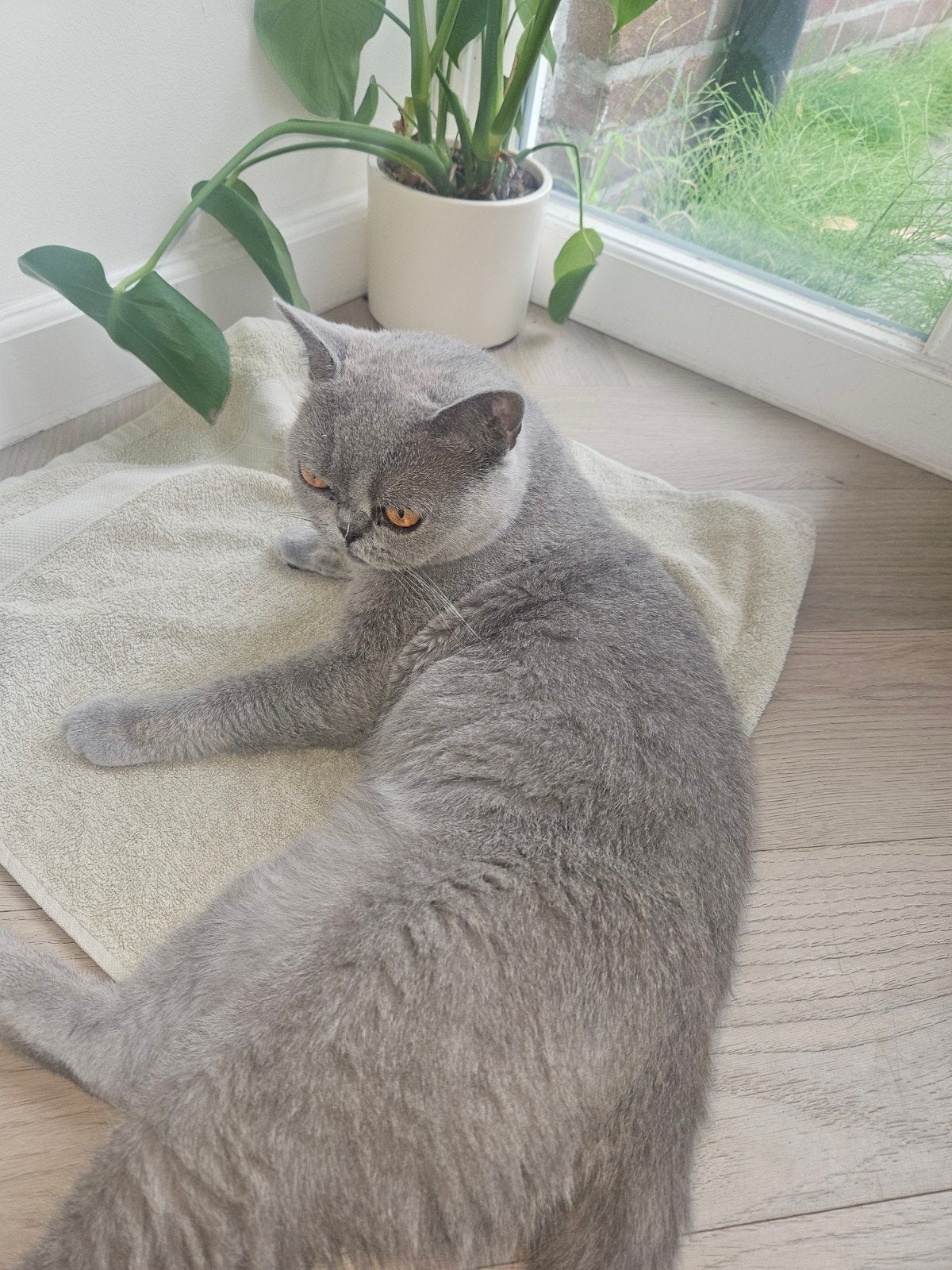Lieve Britse korthaar poes zoekt een nieuwe thuis., Dieren en Toebehoren, Katten en Kittens | Dekkaters