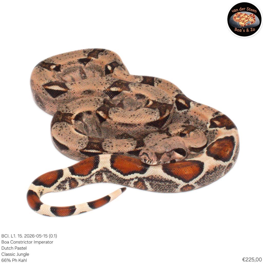 Boa Constrictor Imperator Litter 01 2026 Boa Constrictor photo 11