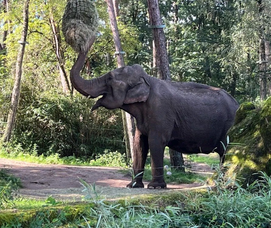 Burgers Zoo kaartjes 4 stuks. Geldig tot 30-4-2027., Drie personen of meer, Ticket of Toegangskaart