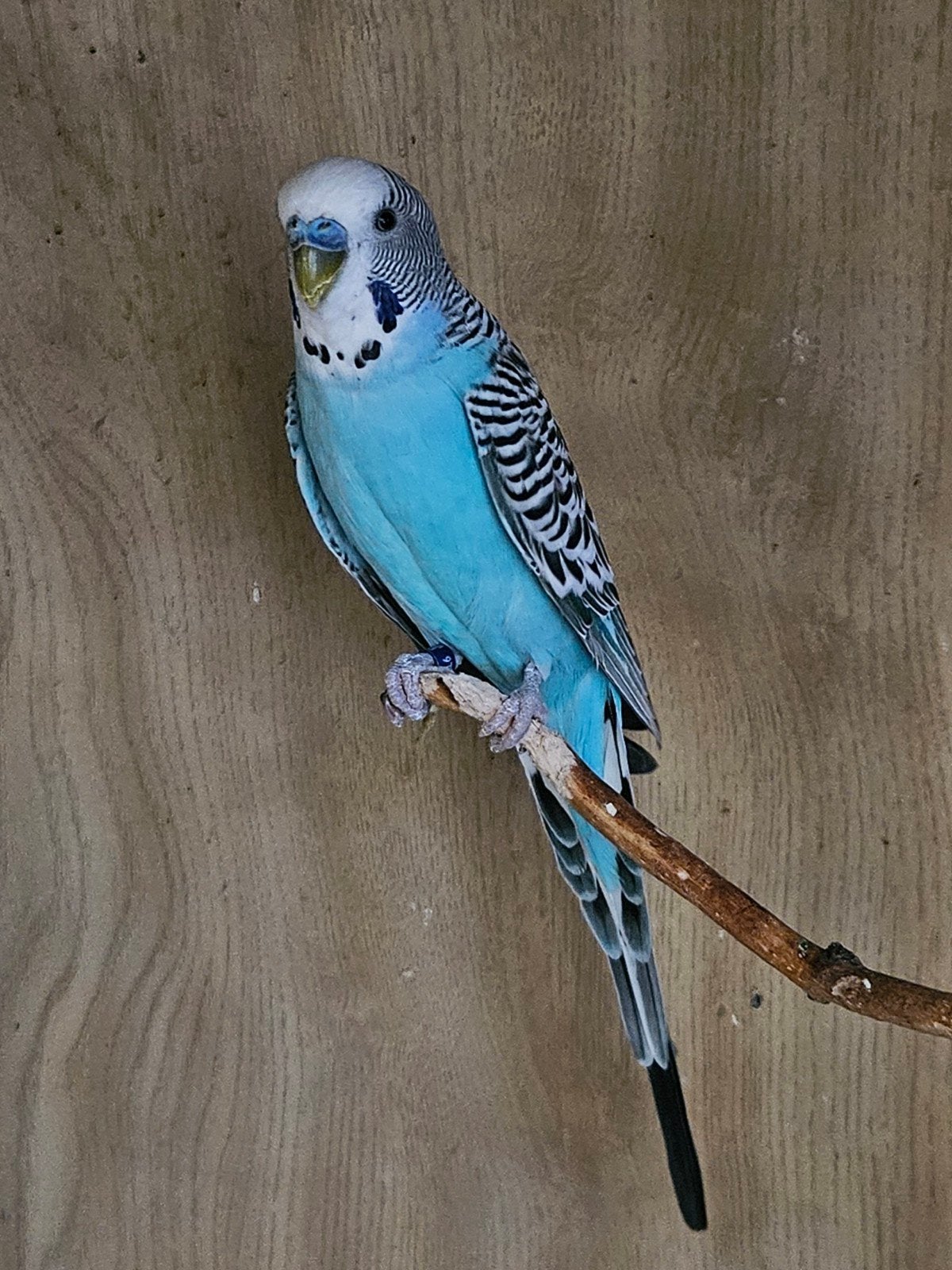 Parkiet met vogelkooi en vogelkast, Dieren en Toebehoren, Mannelijk, Parkiet