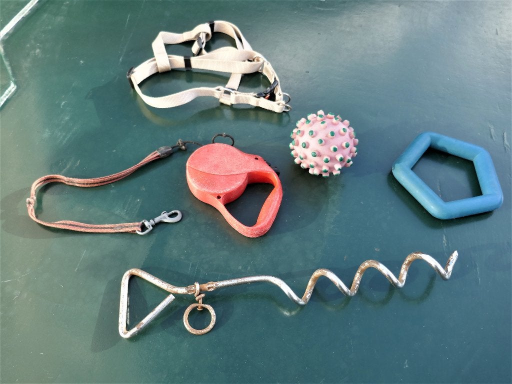 Hondenriem met tuigje en toebehoren, Ophalen of Verzenden, Gebruikt, Hondenriem-accessoire