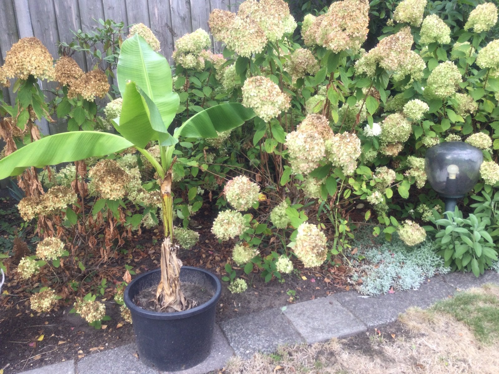 Bananen plant met kluit en pot, Ophalen, Bloeit niet, Halfschaduw, Overige soorten
