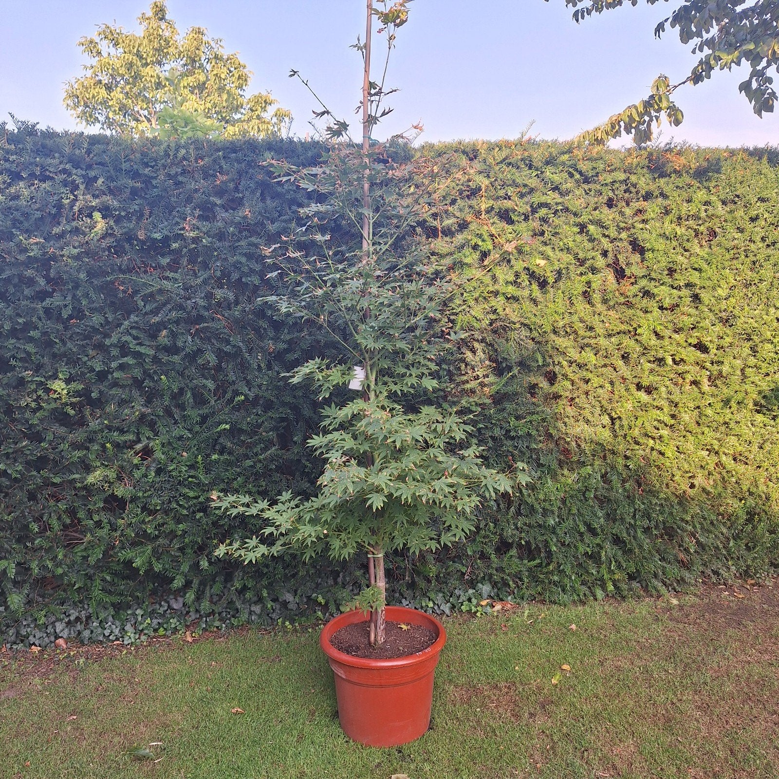 Japanse esdoorn - Acer palmatum, Ophalen