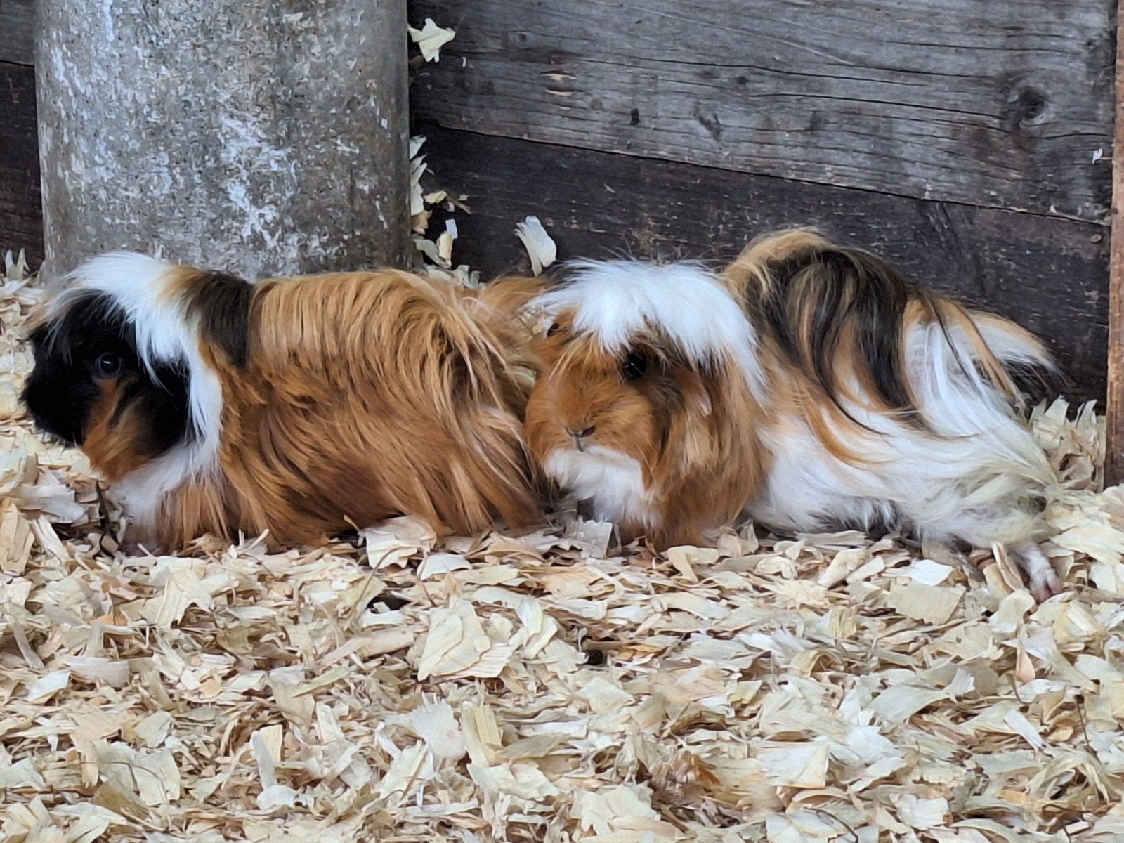 Cavia zeugjes peruvian, Dieren en Toebehoren, Knaagdieren, Januari, Vrouwelijk, Cavia