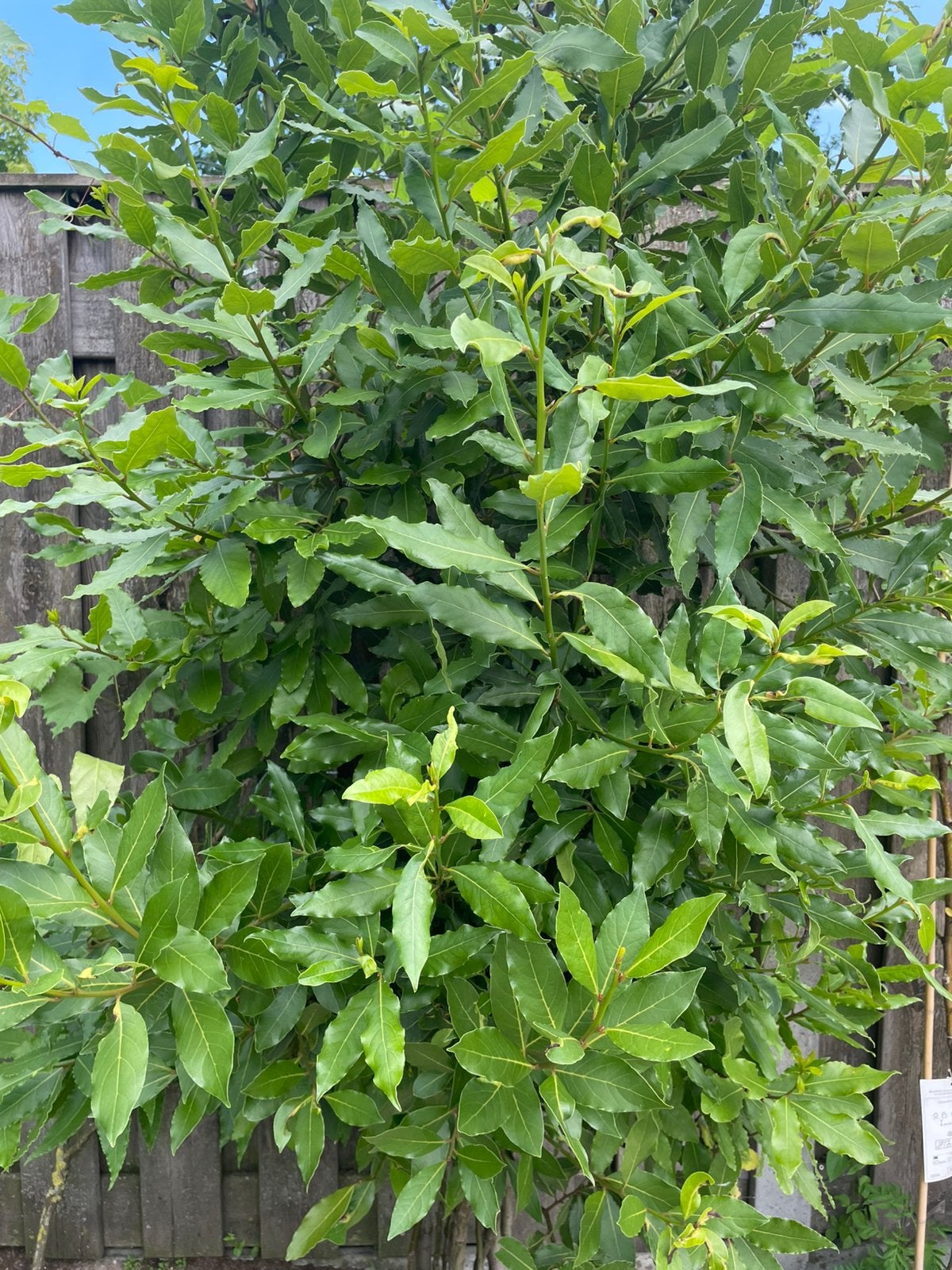 Laurierblad (vers)., Ophalen, Vaste plant, Overige soorten, Volle zon